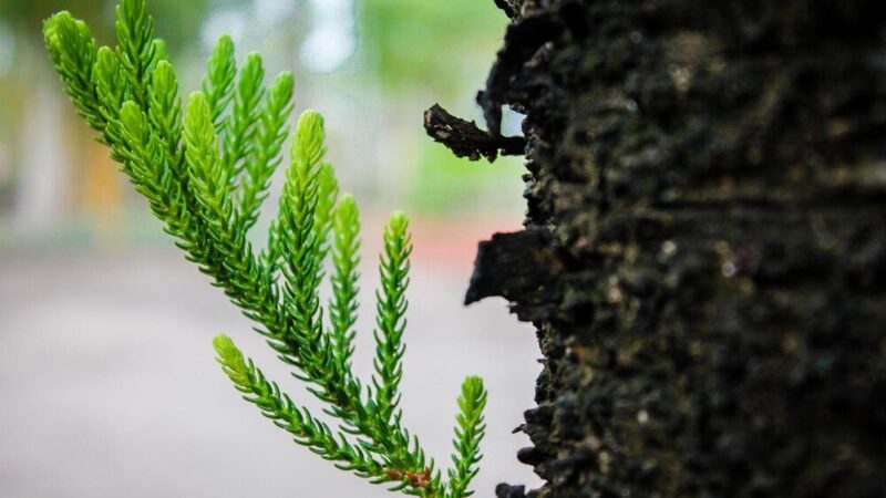 Jak prawidłowo nawozić tuje, aby uniknąć brązowienia i zapewnić szybki wzrost