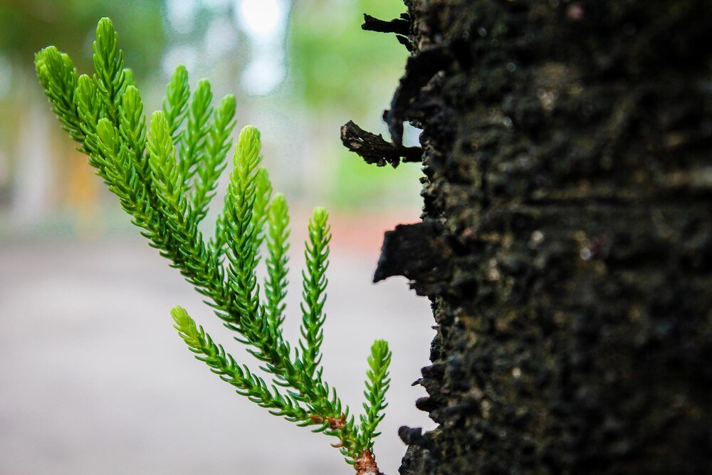 Jak prawidłowo nawozić tuje, aby uniknąć brązowienia i zapewnić szybki wzrost