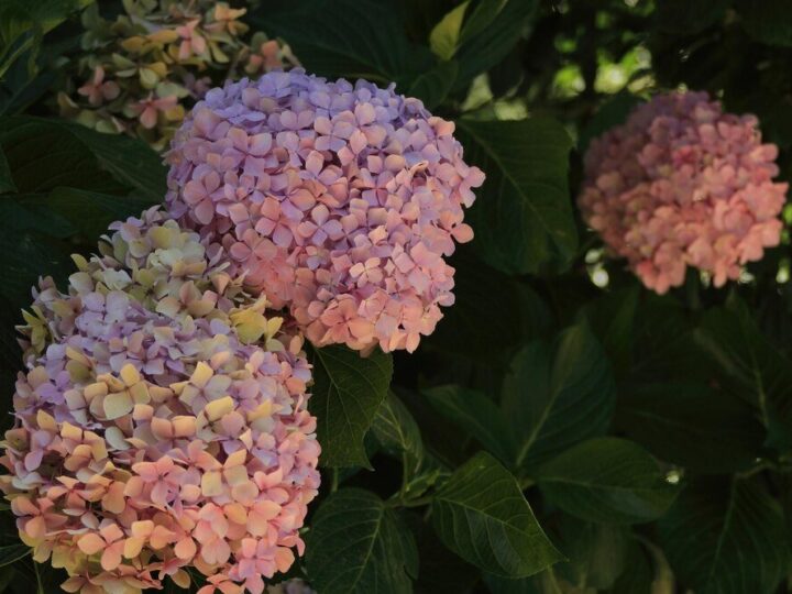 Jak stosować mikoryzę do hortensji w celu poprawy wzrostu roślin