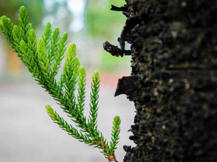 Jak szybko rośnie świerk srebrny? Praktyczne porady dla ogrodników