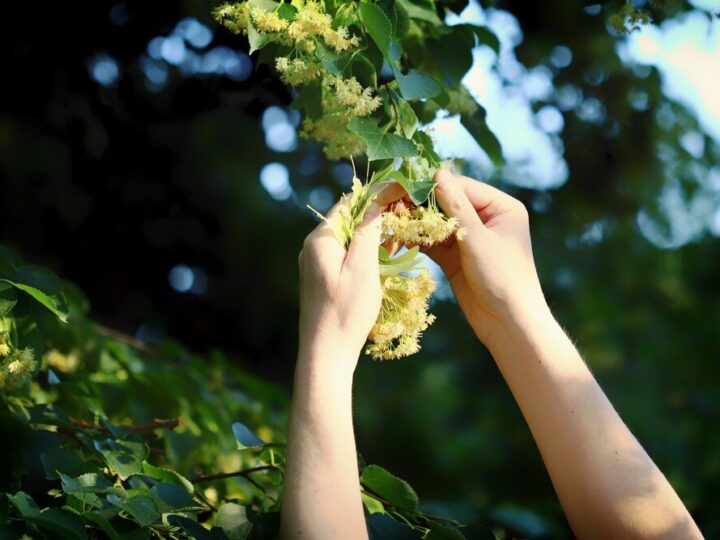Jak uprawiać i pielęgnować winorośl w ogrodzie – poradnik dla początkujących