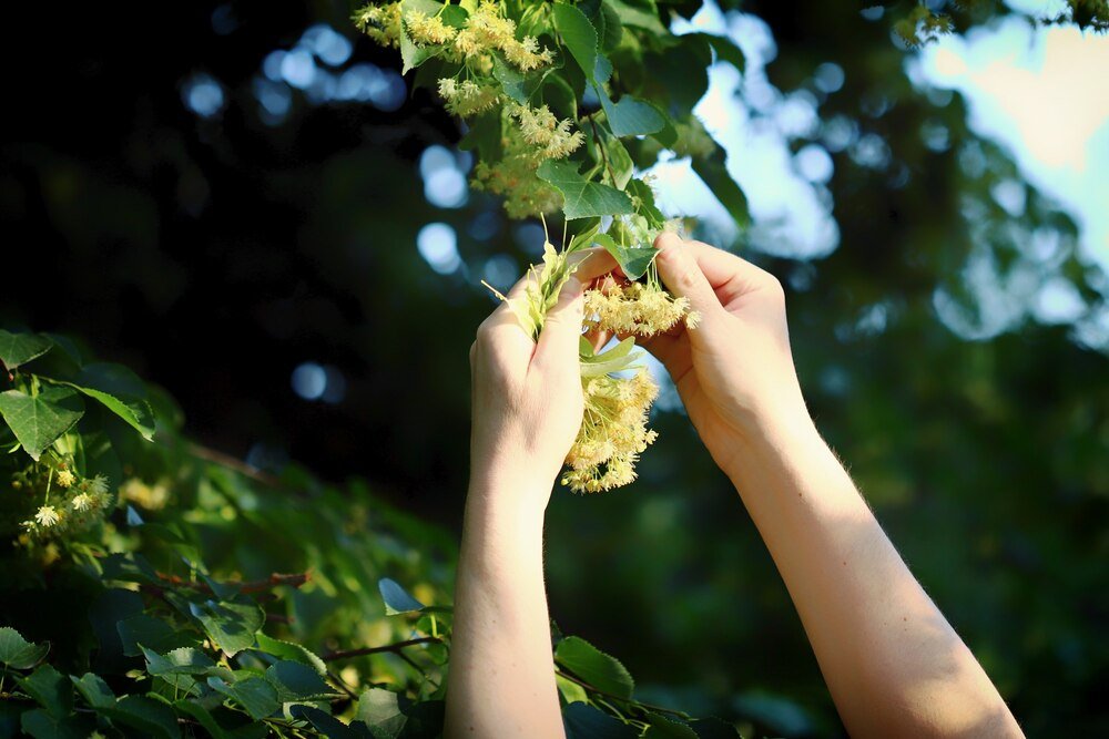 Jak uprawiać i pielęgnować winorośl w ogrodzie – poradnik dla początkujących