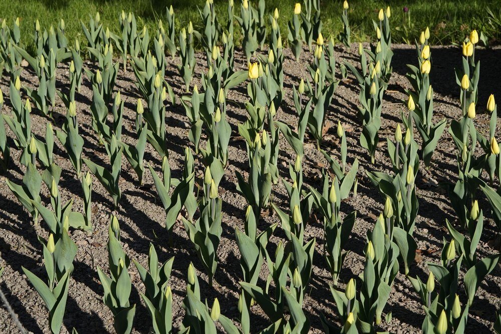 Jaki poplon pod warzywa – najlepsze rośliny na jesienny siew