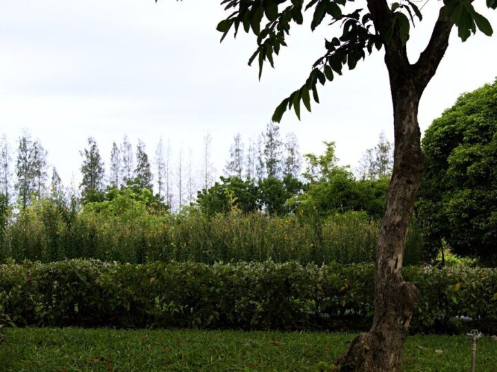 Jakie drzewa posadzić przed domem? Praktyczny poradnik dla każdego