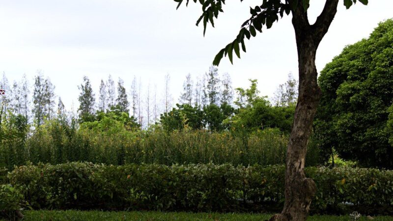 Jakie drzewa posadzić przed domem? Praktyczny poradnik dla każdego