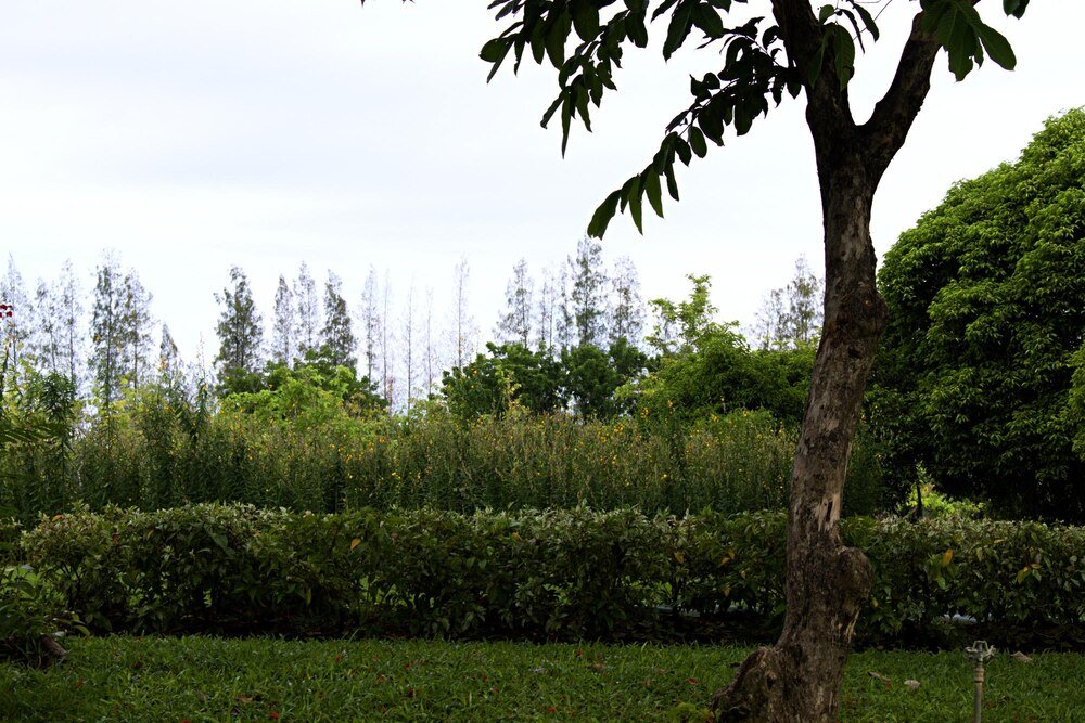 Jakie drzewa posadzić przed domem? Praktyczny poradnik dla każdego