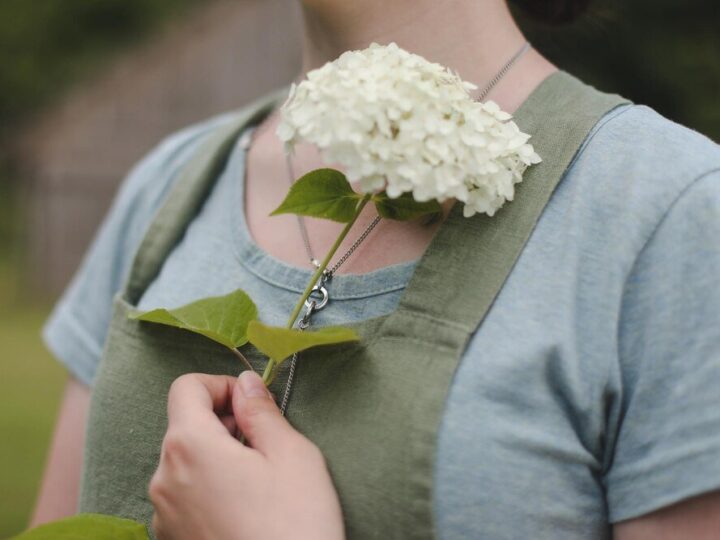 Krzewuszka cudowna – uprawa, pielęgnacja i wymagania