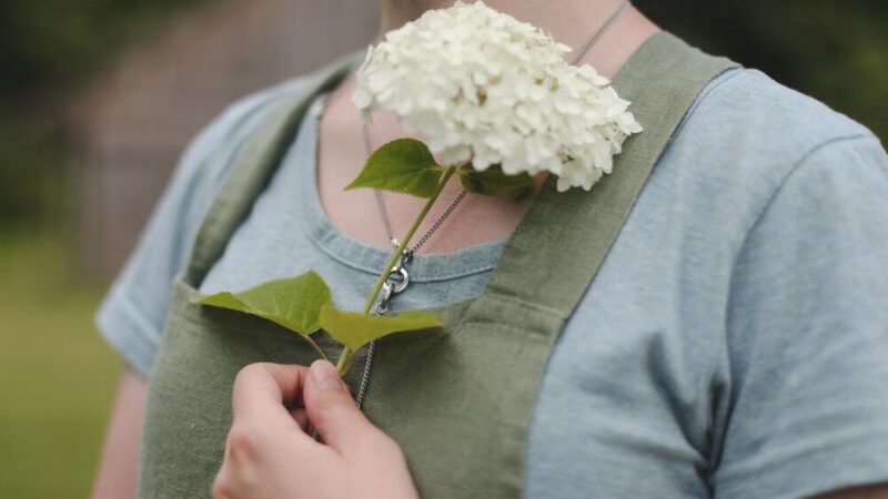 Krzewuszka cudowna – uprawa, pielęgnacja i wymagania