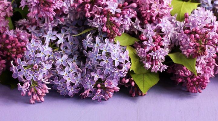 Najpiękniejsze odmiany lilaka pospolitego do Twojego ogrodu