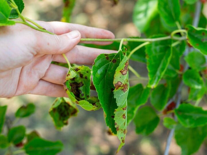 Objawy i zwalczanie chorób fasoli szparagowej – zdjęcia i porady