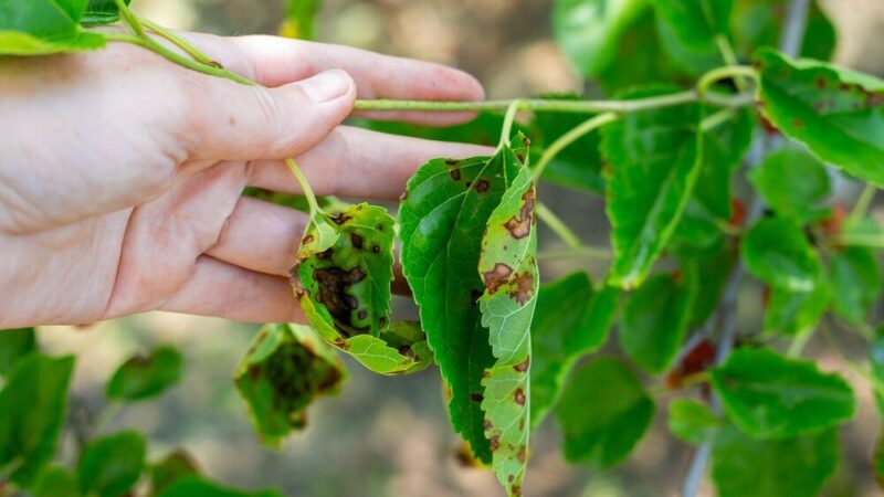 Objawy i zwalczanie chorób fasoli szparagowej – zdjęcia i porady