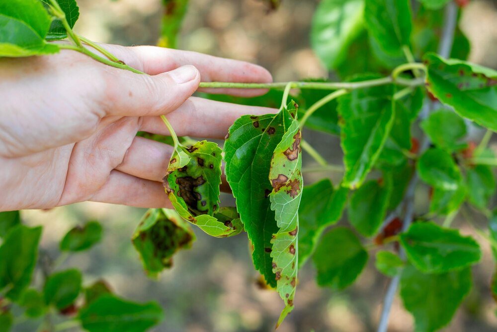 Objawy i zwalczanie chorób fasoli szparagowej – zdjęcia i porady