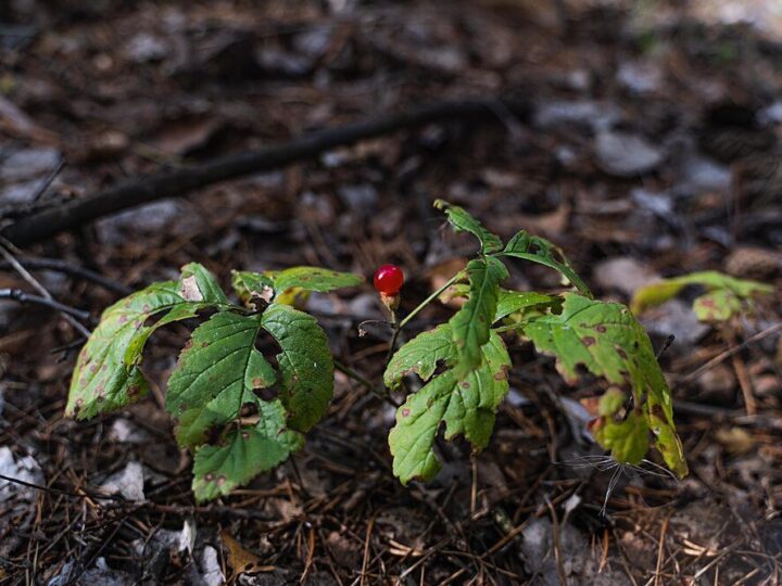 Porzeczki w ogrodzie: jaka ziemia i nawóz będą najlepsze?