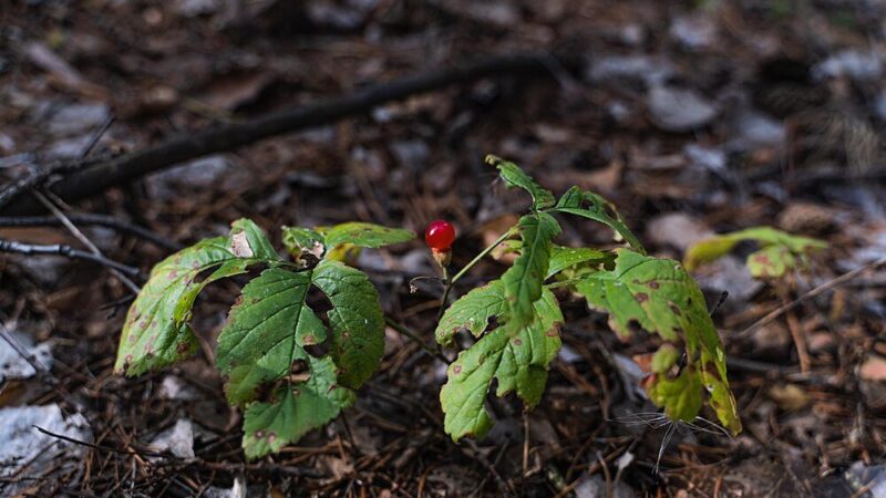 Porzeczki w ogrodzie: jaka ziemia i nawóz będą najlepsze?