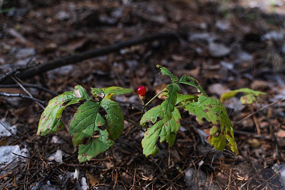 Porzeczki w ogrodzie: jaka ziemia i nawóz będą najlepsze?