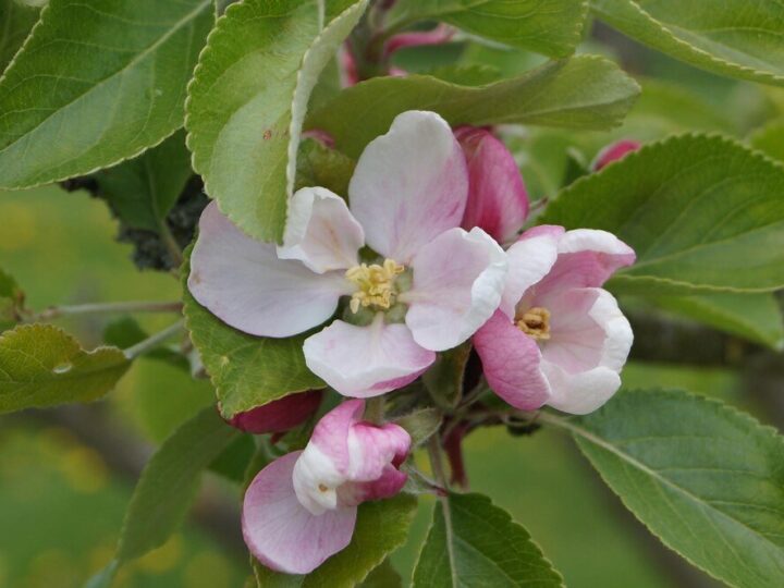 Uprawa derenia jadalnego: wymagania i pielęgnacja