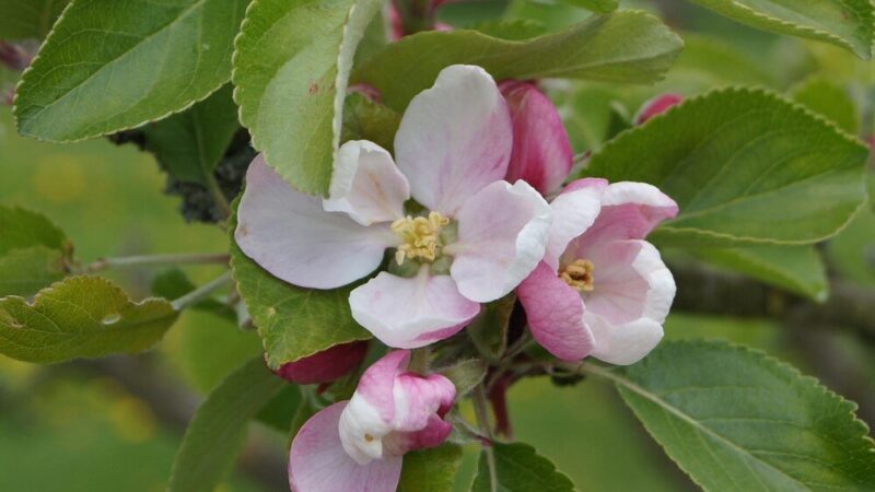 Uprawa derenia jadalnego: wymagania i pielęgnacja