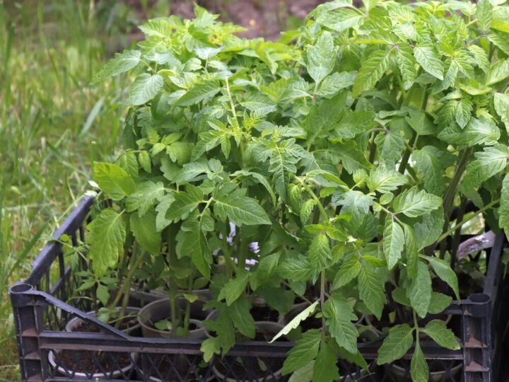 Uprawa melisy lekarskiej w doniczce i ogrodzie