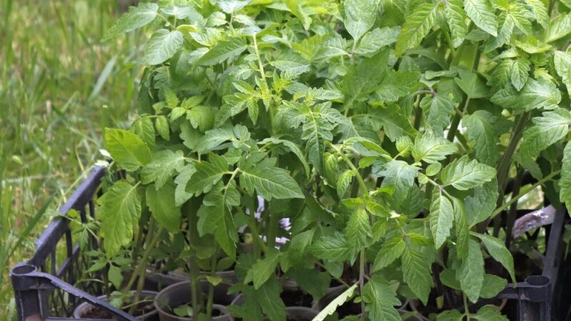 Uprawa melisy lekarskiej w doniczce i ogrodzie