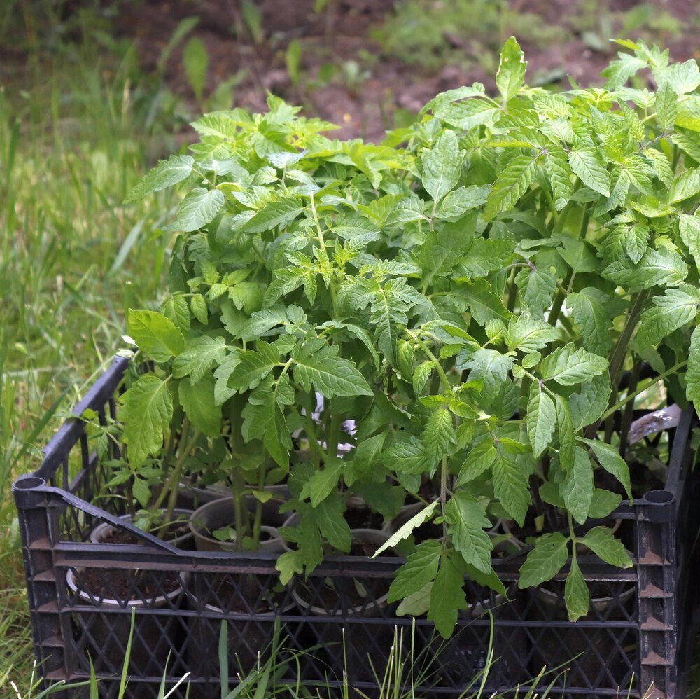 Uprawa melisy lekarskiej w doniczce i ogrodzie