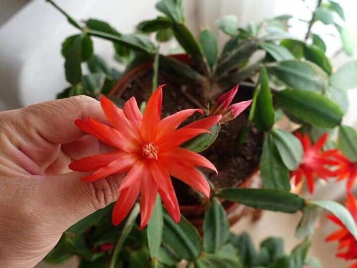 Uprawa pierisów w ogrodzie: odmiany i pielęgnacja