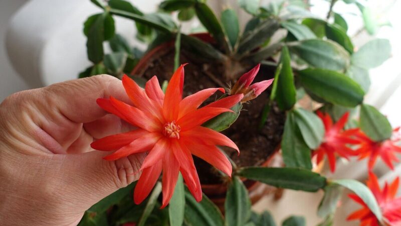 Uprawa pierisów w ogrodzie: odmiany i pielęgnacja