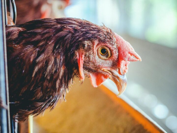 Choroby kur niosek – jak zapobiegać i leczyć