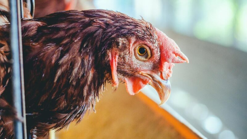 Choroby kur niosek – jak zapobiegać i leczyć