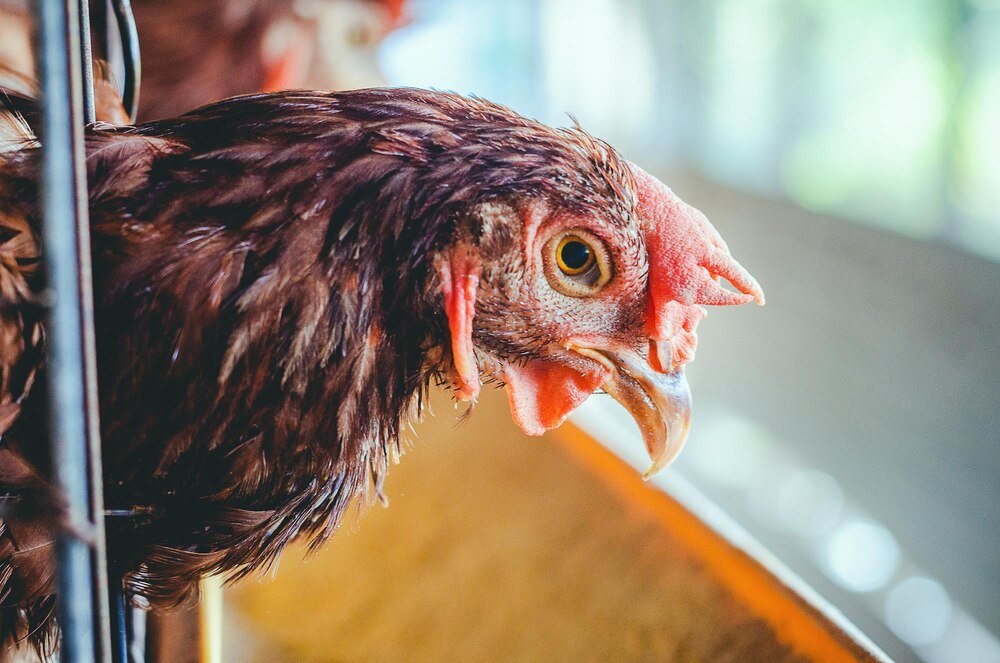 Choroby kur niosek – jak zapobiegać i leczyć