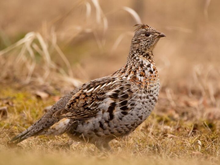 Ciekawostki na temat przepiórek