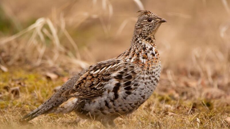 Ciekawostki na temat przepiórek
