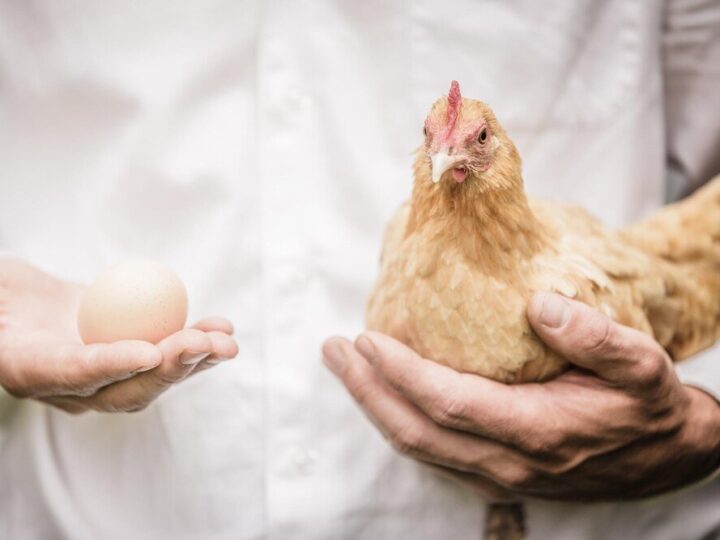 Czego nie wolno dawać kurom?