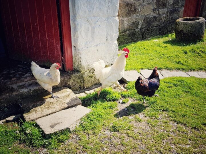 Czy w mieście można hodować kury?