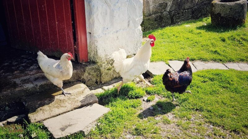 Czy w mieście można hodować kury?