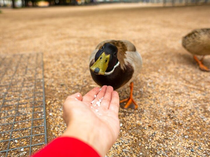 Czym karmić kaczki – poradnik dla hodowców