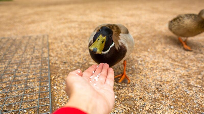 Czym karmić kaczki – poradnik dla hodowców