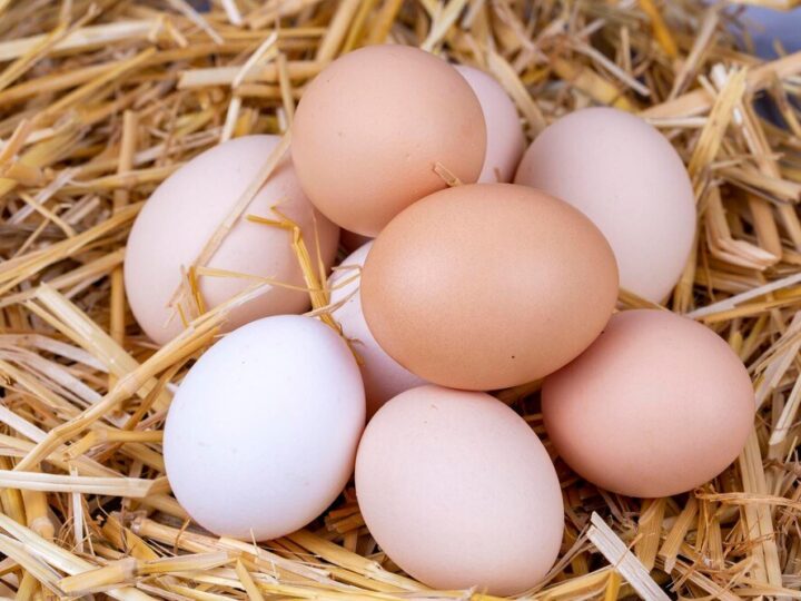 Dlaczego kury znoszą małe jajka?