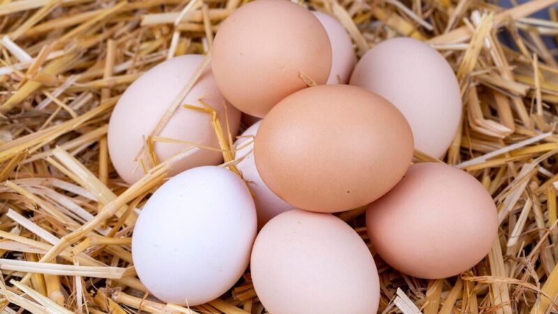 Dlaczego kury znoszą małe jajka?