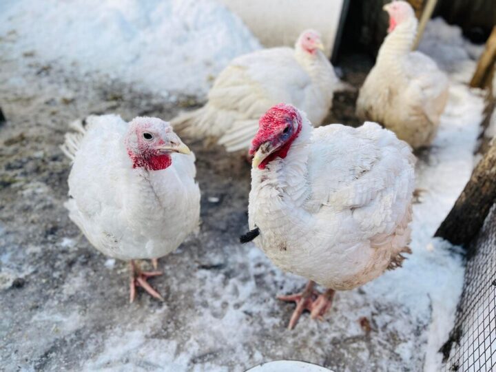 Domowy chów brojlerów – jak zacząć?