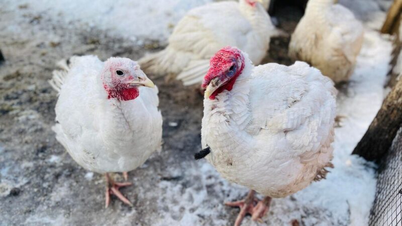 Domowy chów brojlerów – jak zacząć?