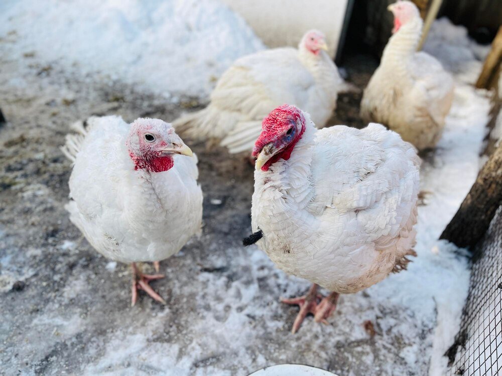 Domowy chów brojlerów – jak zacząć?
