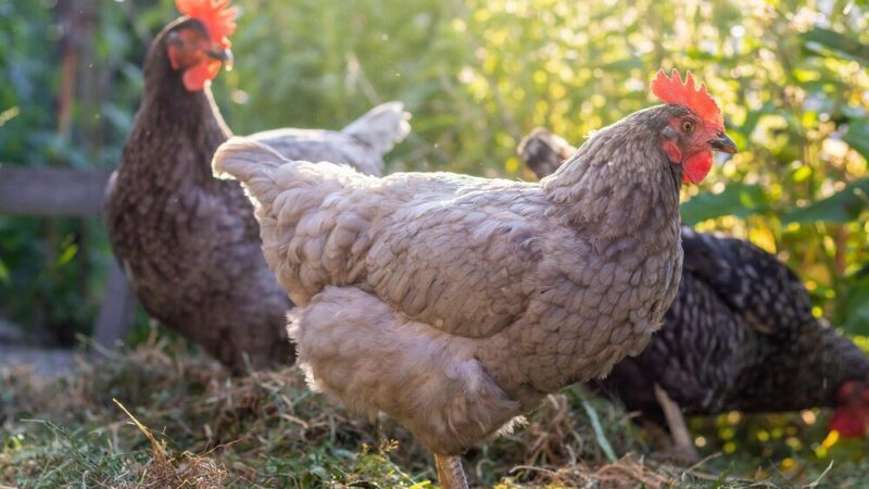 Ile kur przypada na jednego koguta?