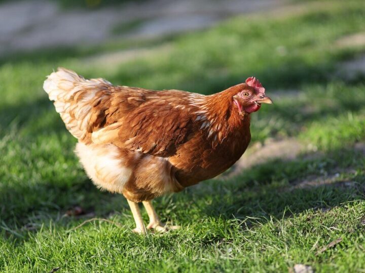 Ile kura znosi jajek dziennie i w ciągu roku?