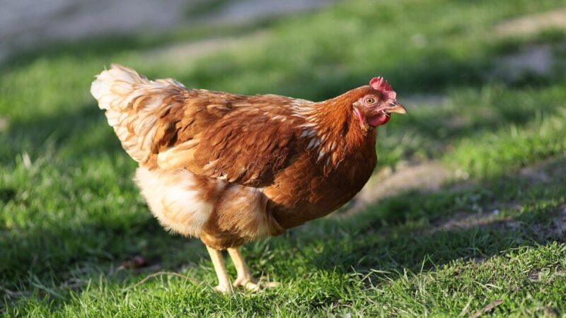 Ile kura znosi jajek dziennie i w ciągu roku?