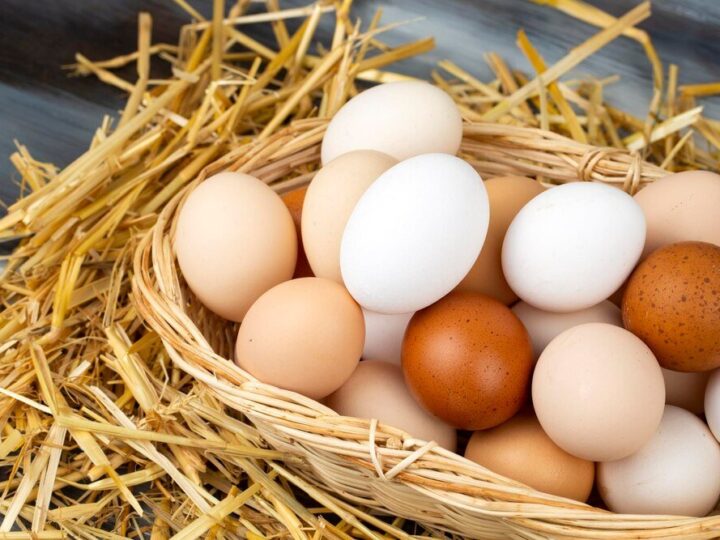 Inkubacja jaj kurzych krok po kroku