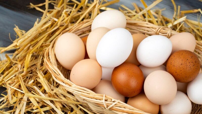 Inkubacja jaj kurzych krok po kroku