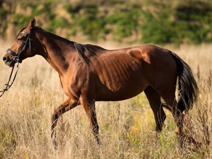 Jak długo żyją konie?