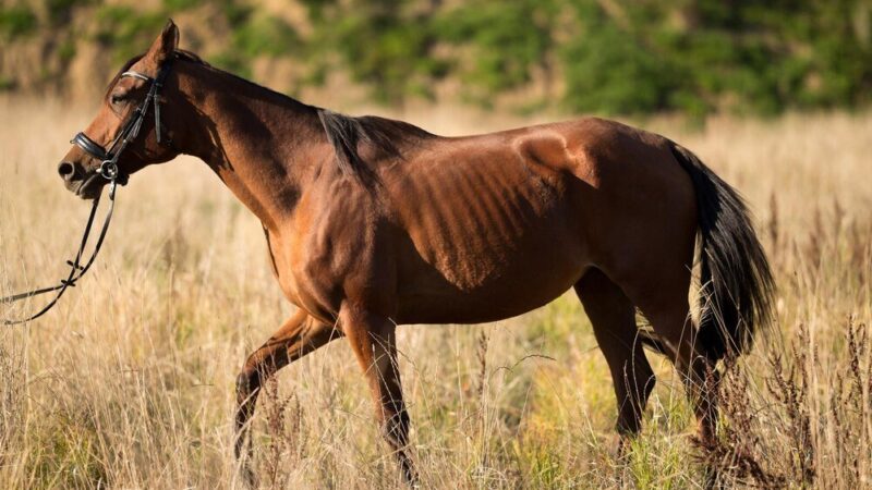 Jak długo żyją konie?
