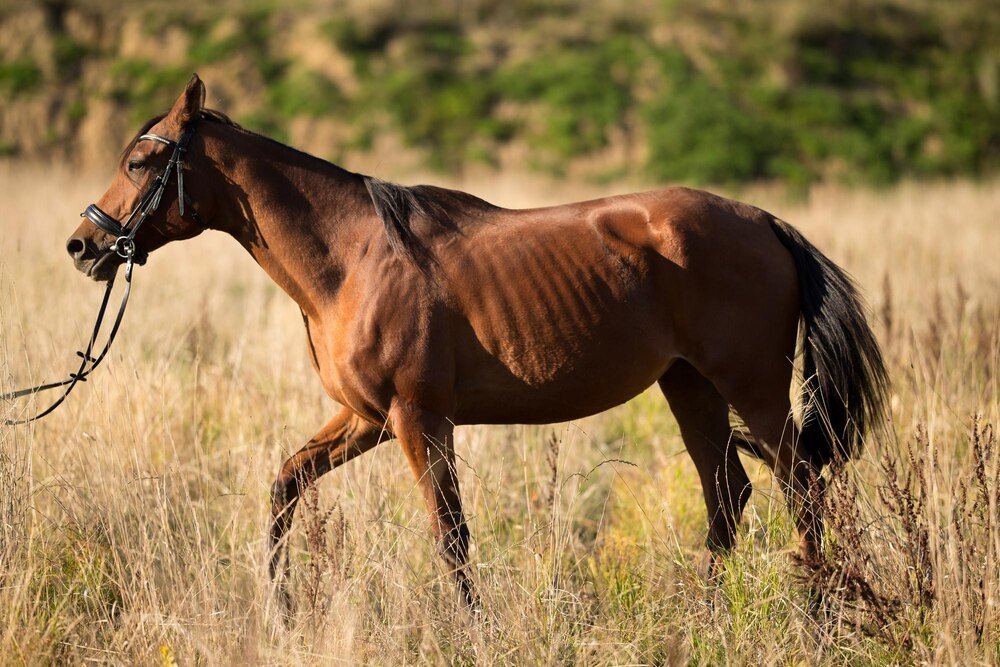 Jak długo żyją konie?
