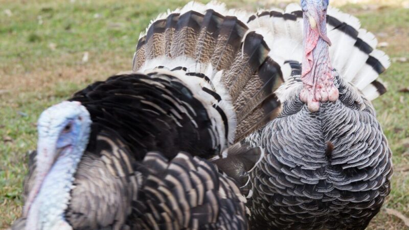 Jak hodować indyki? Czy hodowla indyków jest opłacalna?